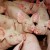 cochons1