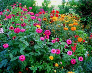 fleurs