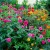 fleurs