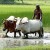 indian-farmer