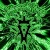 kottonmouth-kings-xenon