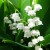 Muguet1ermai