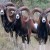 Mouflons2