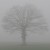 brouillard