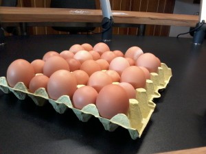 Photo-0010
